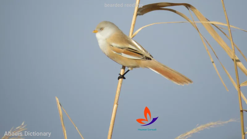 bearded reedling